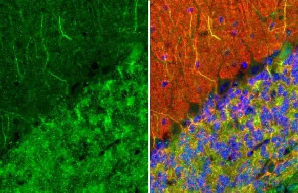 MAP2 Antibody (HL1655) - Azide and BSA Free