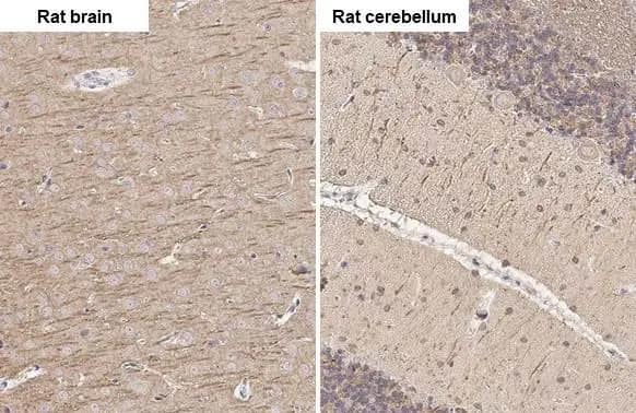 MAP2 Antibody (HL1655) - Azide and BSA Free
