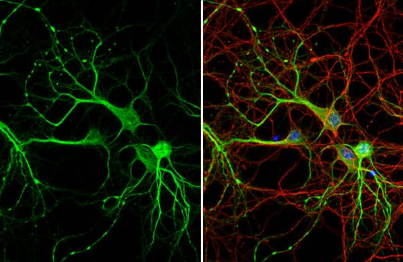 MAP2 Antibody (HL1655) - Azide and BSA Free