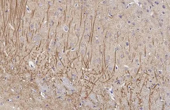 MAP2 Antibody (HL1656) - Azide and BSA Free
