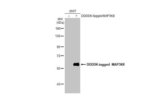 MAP3K8/Tpl2/COT Antibody (HL2118) - Azide and BSA Free