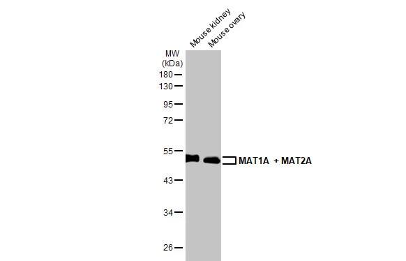 MAT1/2A Antibody (HL1679) - Azide and BSA Free