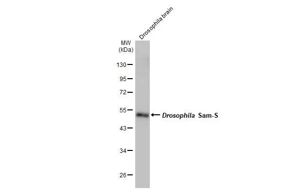 MAT1/2A Antibody (HL1679) - Azide and BSA Free