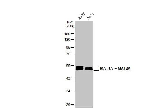 MAT1/2A Antibody (HL1679) - Azide and BSA Free