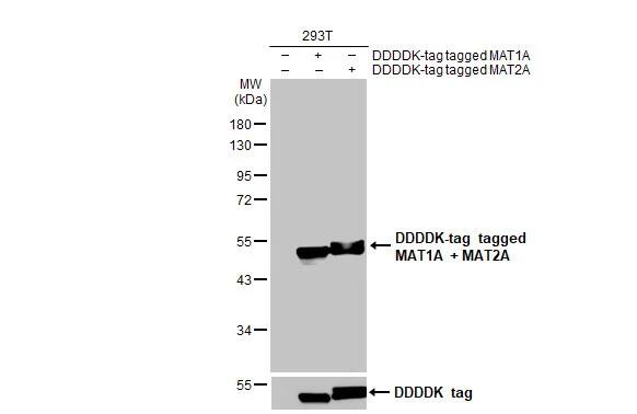 MAT1/2A Antibody (HL1679) - Azide and BSA Free