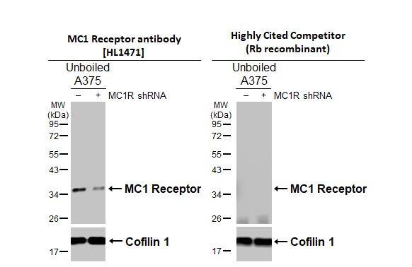 Melanocortin-1 R/MC1R Antibody (HL1471) - Azide and BSA Free