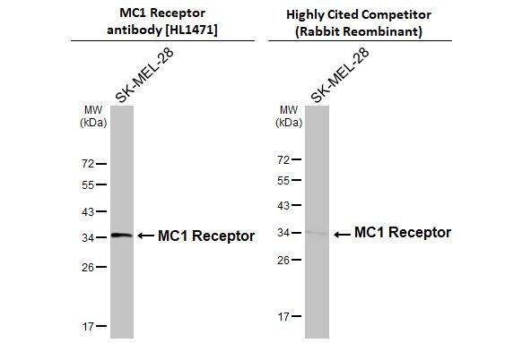 Melanocortin-1 R/MC1R Antibody (HL1471) - Azide and BSA Free