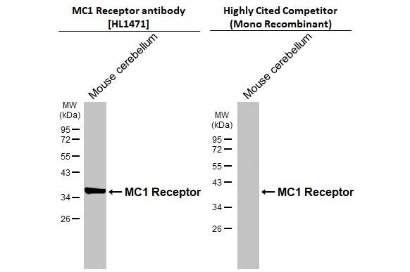 Melanocortin-1 R/MC1R Antibody (HL1471) - Azide and BSA Free
