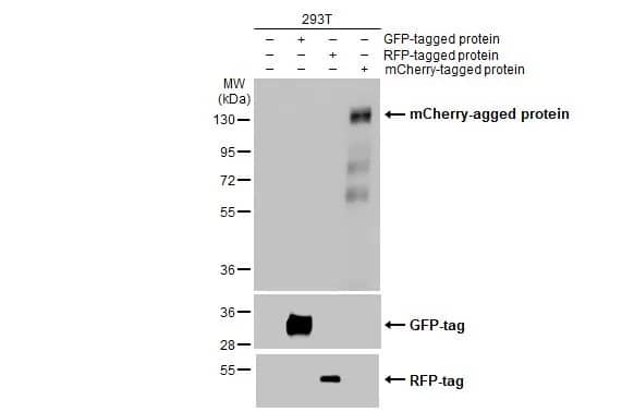 mCherry Antibody (HL1482) - Azide and BSA Free
