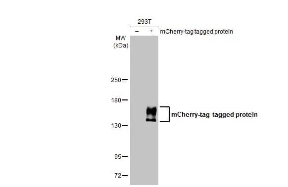 mCherry Antibody (HL1482) - Azide and BSA Free