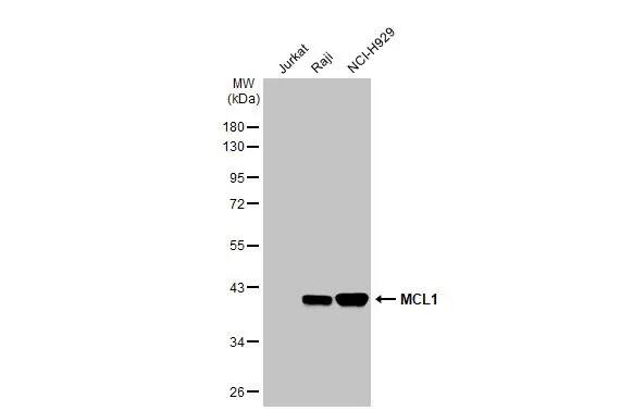 Mcl-1 Antibody (HL1544) - Azide and BSA Free