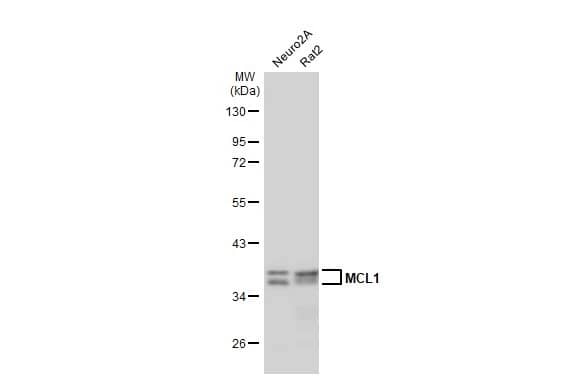 Mcl-1 Antibody (HL1544) - Azide and BSA Free