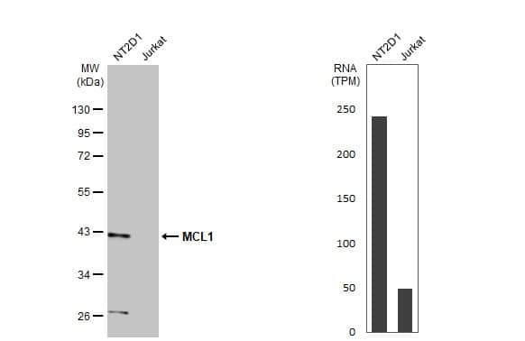 Mcl-1 Antibody (HL1544) - Azide and BSA Free