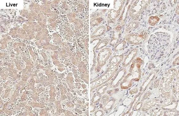 Mcl-1 Antibody (HL1544) - Azide and BSA Free