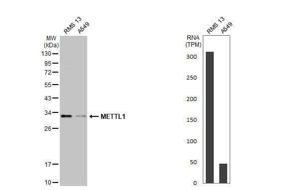 METTL1 Antibody (HL2041) - Azide and BSA Free
