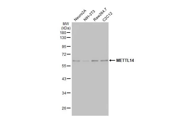 METTL14 Antibody (HL1816) - Azide and BSA Free