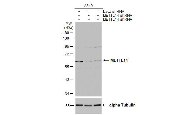 METTL14 Antibody (HL1816) - Azide and BSA Free