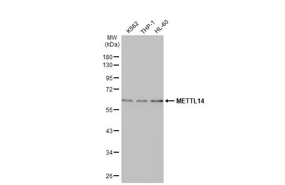 METTL14 Antibody (HL1816) - Azide and BSA Free