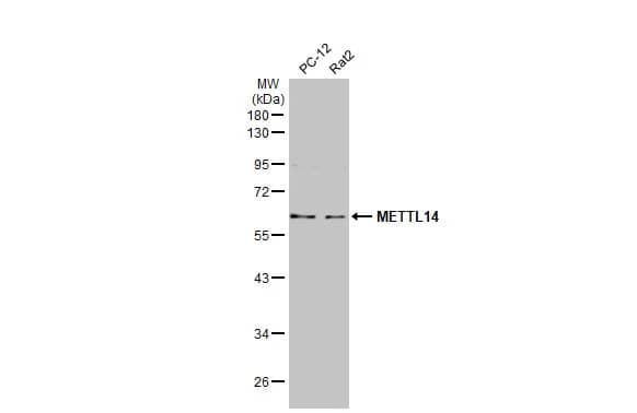 METTL14 Antibody (HL1816) - Azide and BSA Free