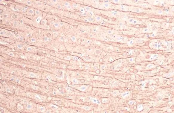 MFF Antibody (HL1311) - Azide and BSA Free