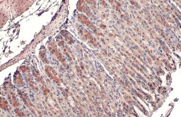 MFF Antibody (HL1311) - Azide and BSA Free