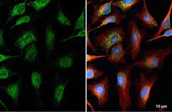 MFF Antibody (HL1311) - Azide and BSA Free