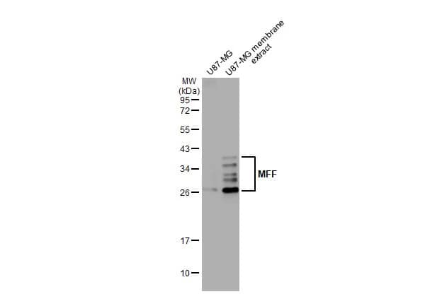 MFF Antibody (HL1311) - Azide and BSA Free