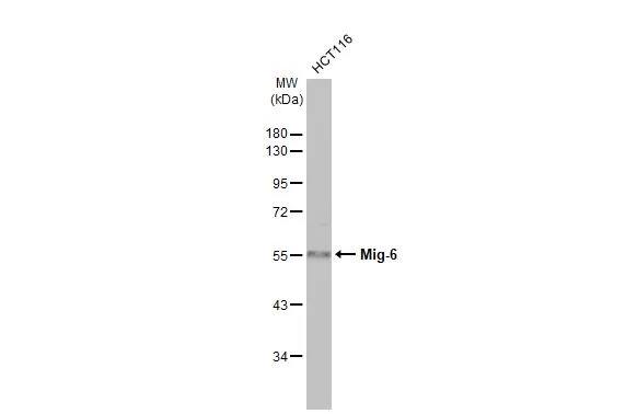 ERRFI1 Antibody (HL1785) - Azide and BSA Free