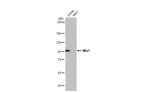 Miz-1/ZBTB17 Antibody (HL1548) - Azide and BSA Free