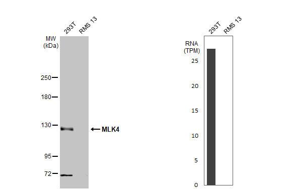MLK4 Antibody (HL2234) - Azide and BSA Free