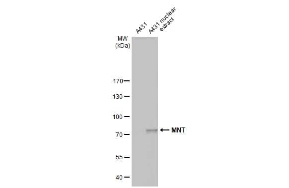 MAX binding protein Antibody (HL2309) - Azide and BSA Free