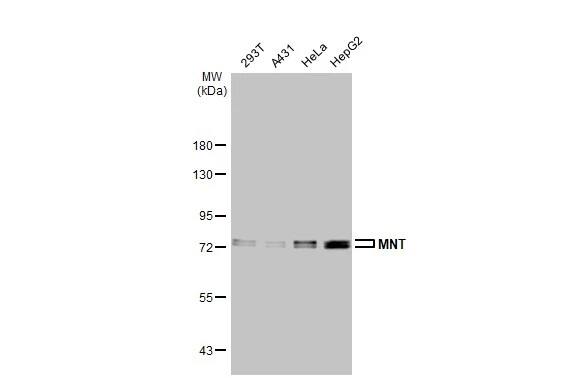 MAX binding protein Antibody (HL2309) - Azide and BSA Free