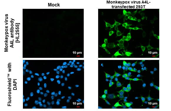 Monkeypox Virus A4L Antibody (HL2555) - Azide and BSA Free