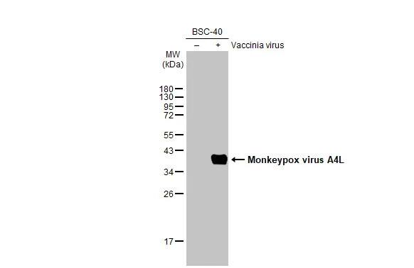 Monkeypox Virus A4L Antibody (HL2555) - Azide and BSA Free