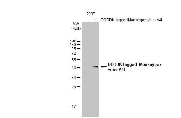 Monkeypox Virus A4L Antibody (HL2555) - Azide and BSA Free