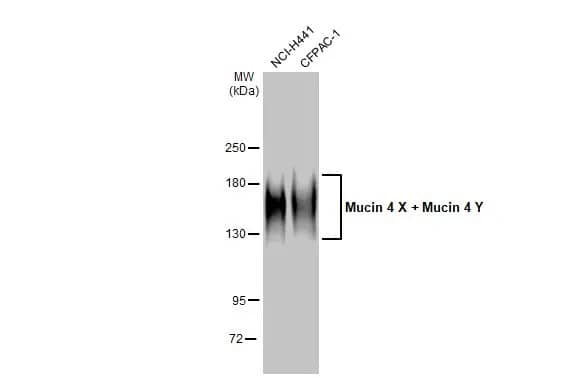 MUC4 Antibody (HL2026) - Azide and BSA Free