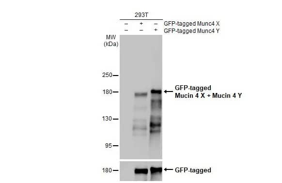 MUC4 Antibody (HL2026) - Azide and BSA Free