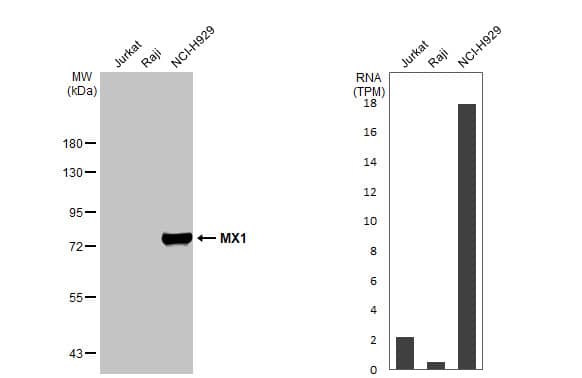 MxA/Mx1 Antibody (HL1790) - Azide and BSA Free