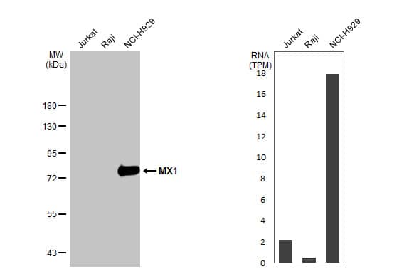 MxA/Mx1 Antibody (HL2051) - Azide and BSA Free