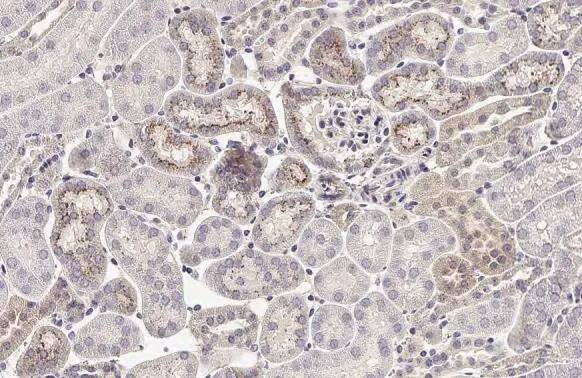 MxA/Mx1 Antibody (HL2051) - Azide and BSA Free