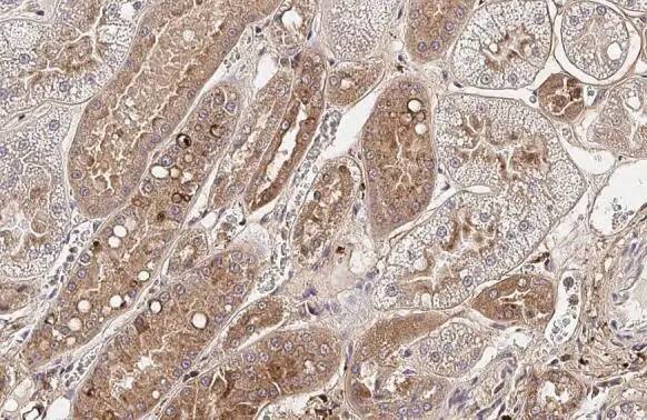 MxA/Mx1 Antibody (HL2051) - Azide and BSA Free