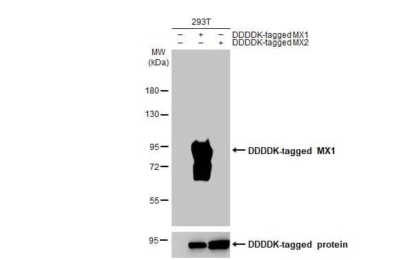 MxA/Mx1 Antibody (HL2051) - Azide and BSA Free