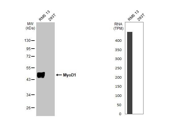 MyoD Antibody (HL1372) - Azide and BSA Free