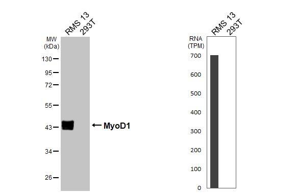 MyoD Antibody (HL1372) - Azide and BSA Free