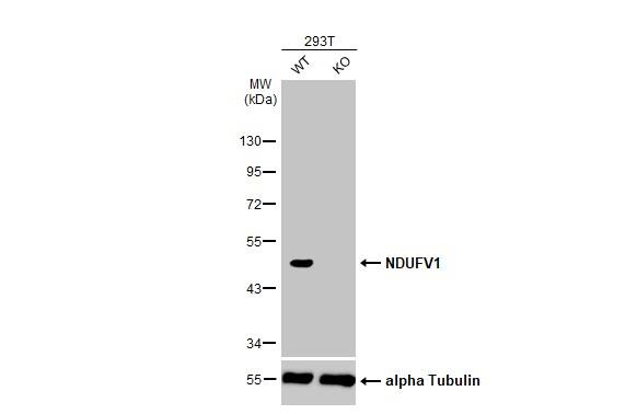 NDUFV1 Antibody (HL1600) - Azide and BSA Free