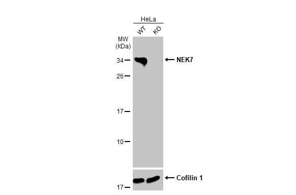 NEK7 Antibody (HL1348) - Azide and BSA Free