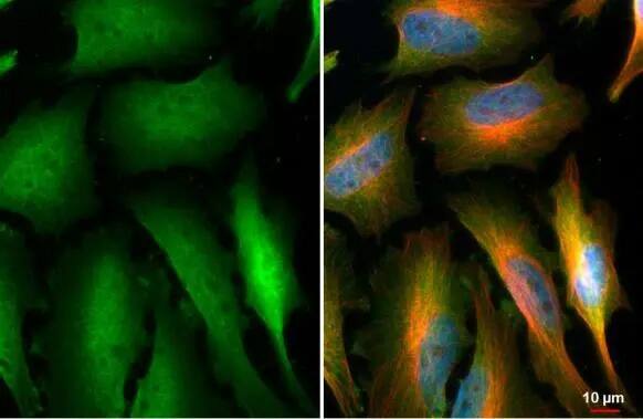NEK7 Antibody (HL1348) - Azide and BSA Free