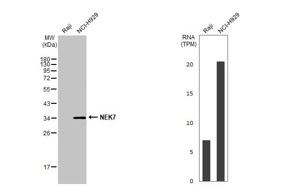 NEK7 Antibody (HL1348) - Azide and BSA Free