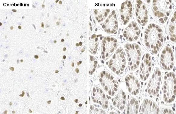 NFIX Antibody (HL1269) - Azide and BSA Free