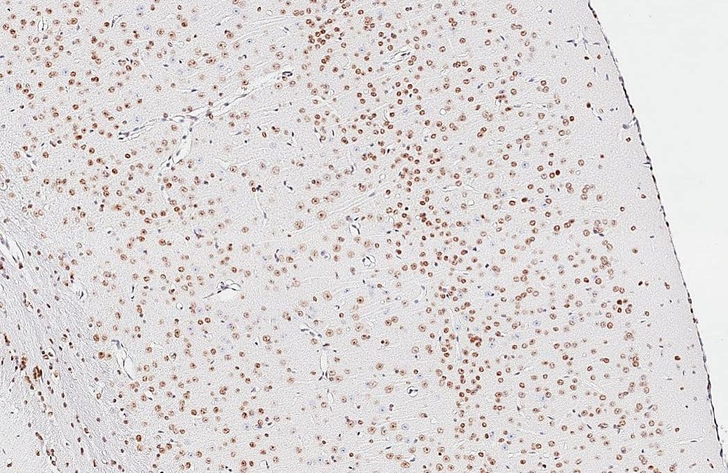 NFIX Antibody (HL1269) - Azide and BSA Free